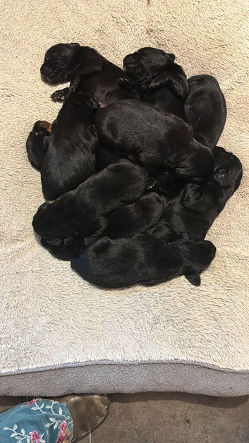 Beautiful Labrador/Springer cross puppies ready to leave August