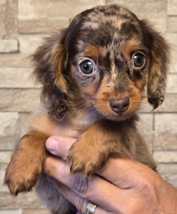 REDUCED last boy longhair dachshunds