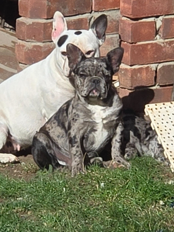 French bulldog