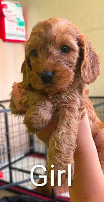 Cockerpoo puppies for sale