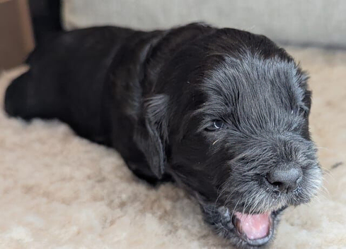 Adorable Cockapoo  - Black,white & Tan