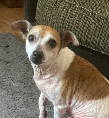 Jack Russel chihuahua cross