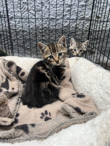 Tabby kittens for sale