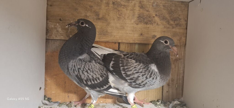 Young birds for sale