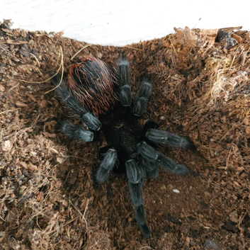 Female tarantulas
