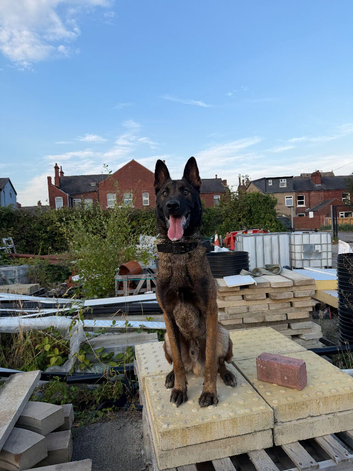 Trained 3-Year-Old Belgian Malinois 'Tank' - Great Family & Security Dog