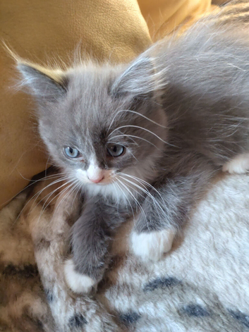 Beautiful ragdoll x Persian female
