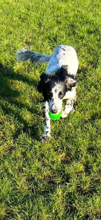 Sad rehome for beautiful girl