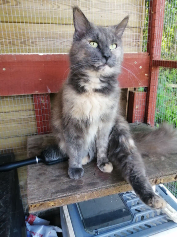 Female pedigree main coon cat looking for a new sofa and pampered life