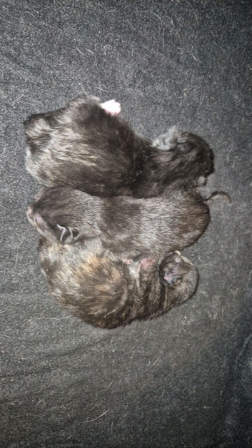 3 kittens to rehome ready 4th august