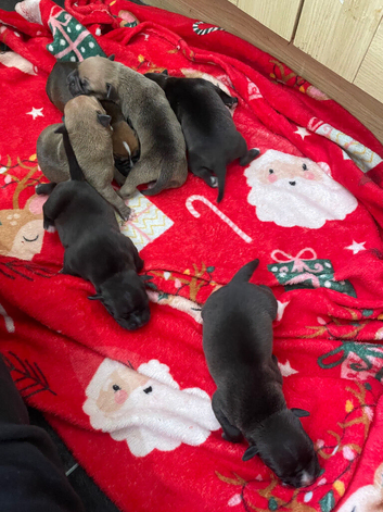 Staff pups