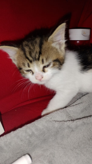 Kitten for sale
