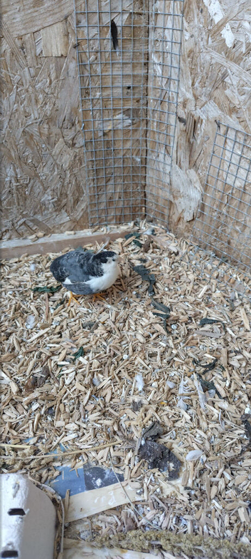 Male chinese painted quail