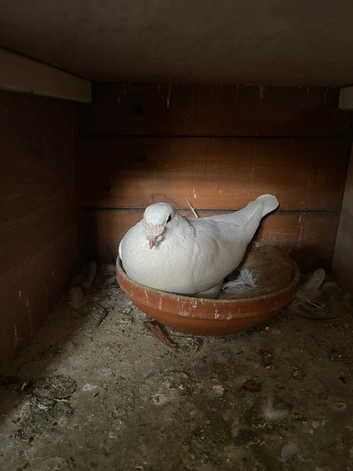 PURE WHITE LOGAN PIGEON