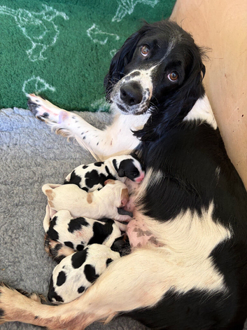 sprocker puppies