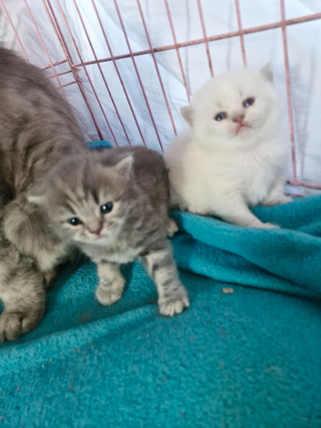British short haired cross kittens for sale