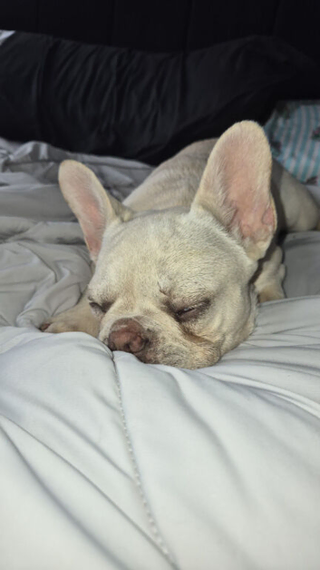 8 month old female frenchie