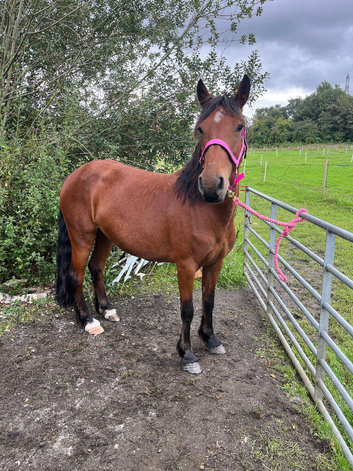Stunning Welsh D x