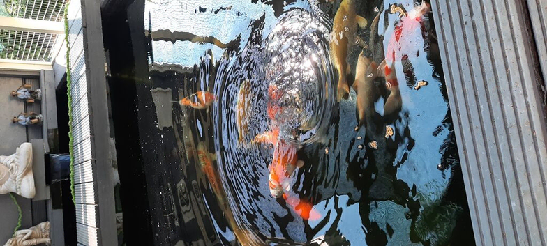 Koi