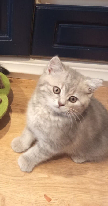Kittens looking for home