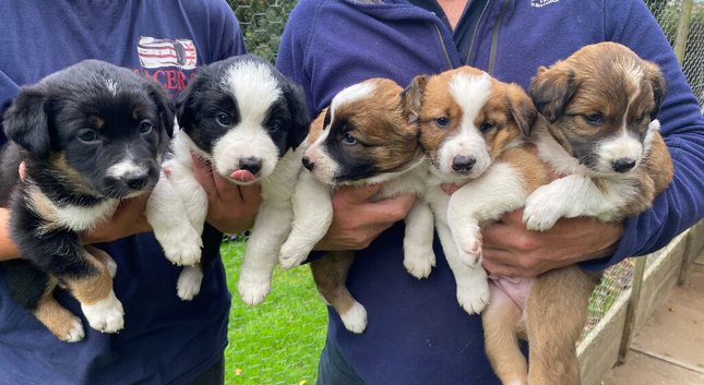 Striking Welsh Red border collie pups