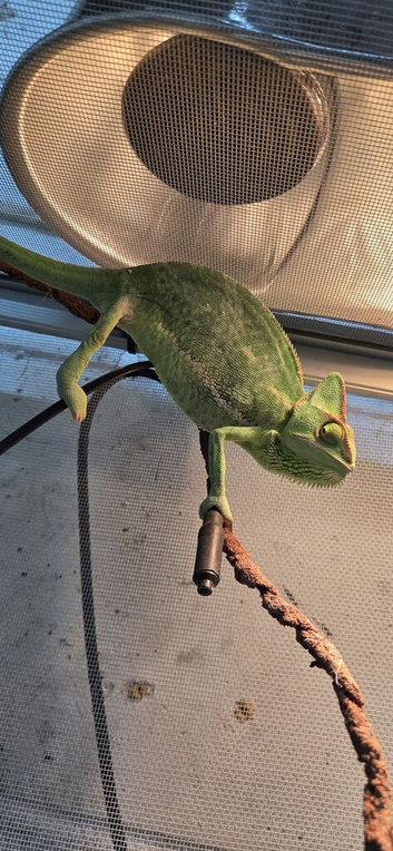 Female yeman chameleon with complete setup