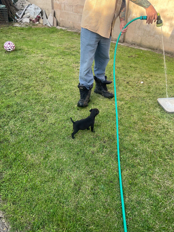 Patterdale/lakeland pups for sale