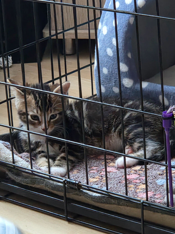 6 months old kitten