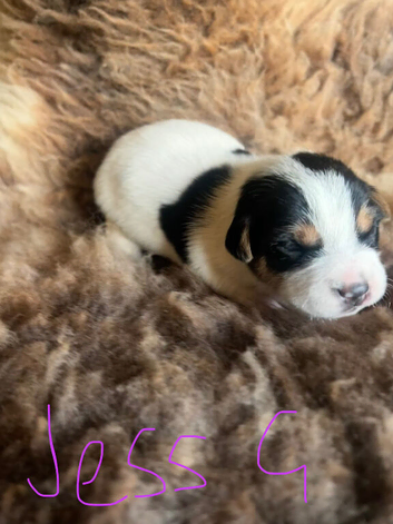 Farm bred Jack Russell Pups