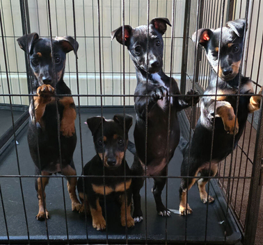 Jack Russell puppies