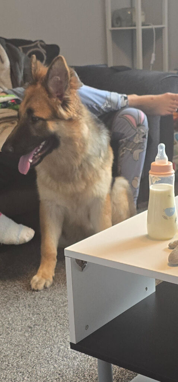 7 month old female german shepard
