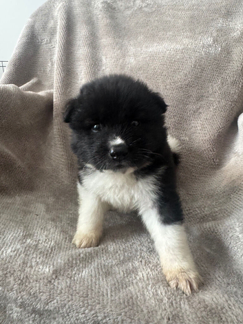 Beautiful Chunky American Akita Puppies