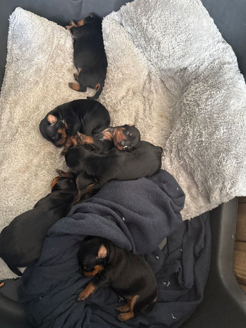 Mini pincher puppies