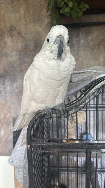 Male cockatoo