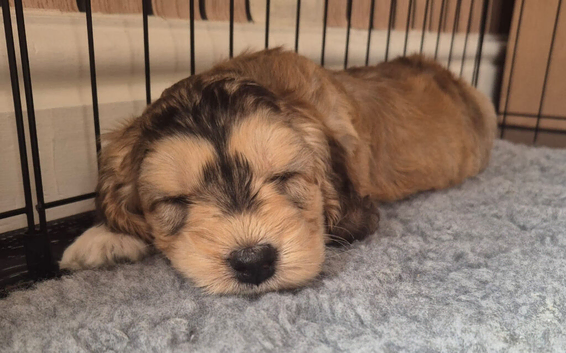 Beautiful cockapoo puppies