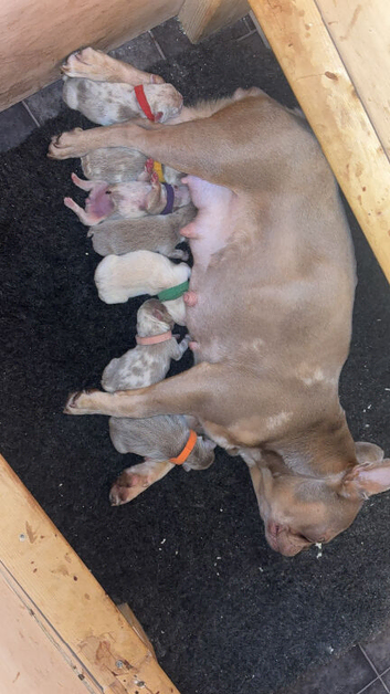 Beautiful French bulldog litter