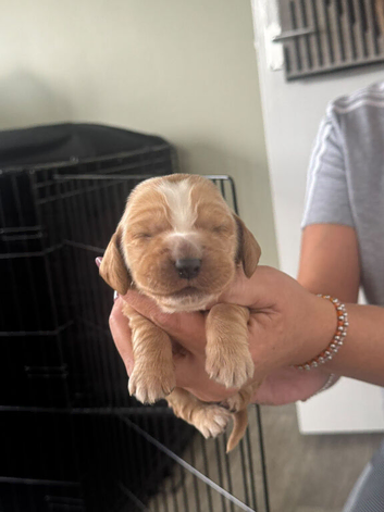 Cocker spaniel pups