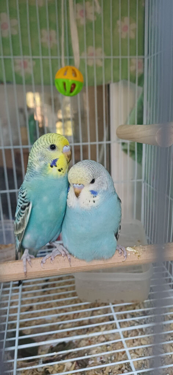 Two beautiful baby hens