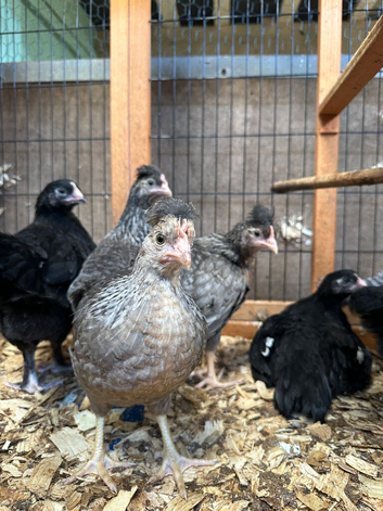 Legbar chickens