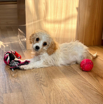F1b Cavapoo puppies&hellip;