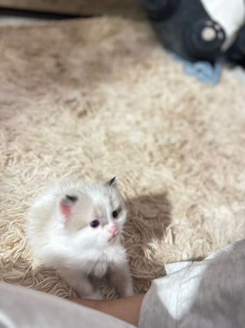 Kitten for sale