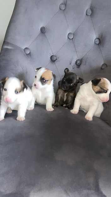 Adorable Jack Russell Mix Puppies &ndash; Ready to Find Their Forever Homes!