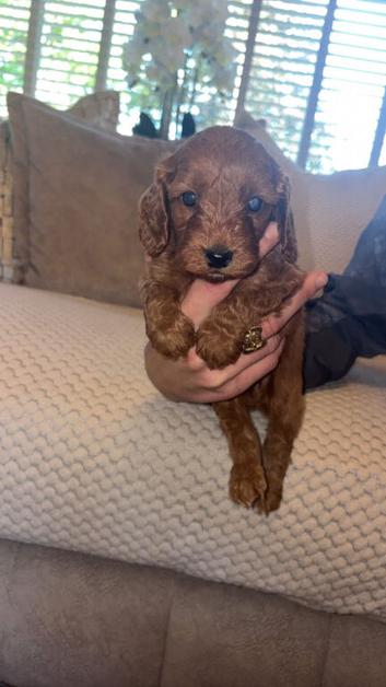 F1 female cockapoo puppies