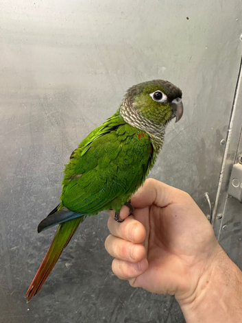 Hand reared baby conure parrot available