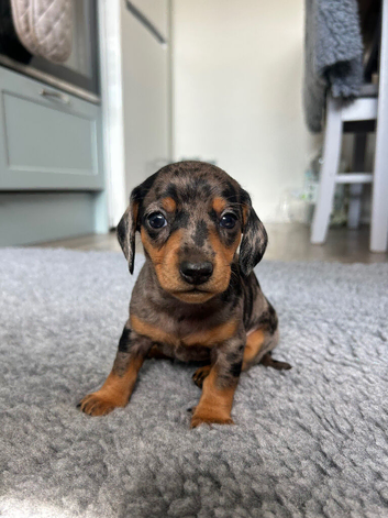 Beautiful litter of standard Dachshunds