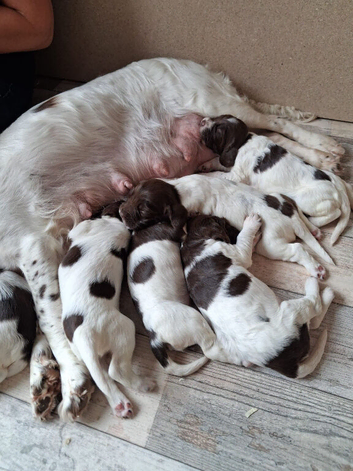 Liver and White English Springer Spaniel Puppies