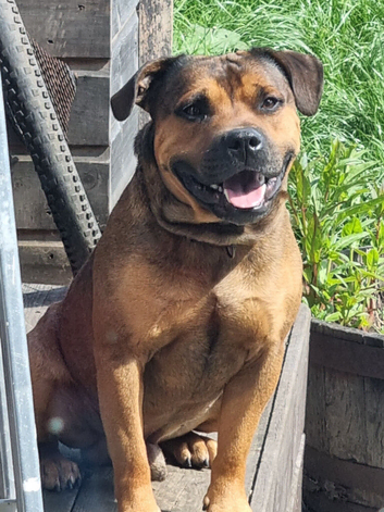 Staffy for stud