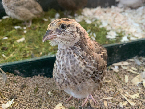 AVAILABLE 12 Female Quail for sale