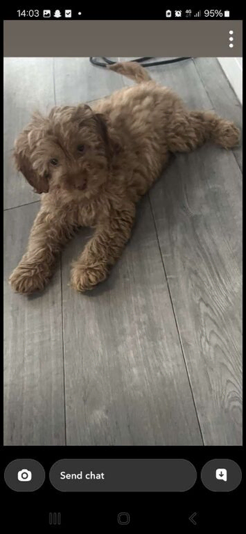 Cockapoo pup