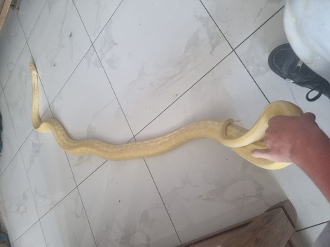 Albino burmese python